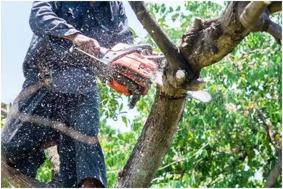 tree services Hornsby Bend